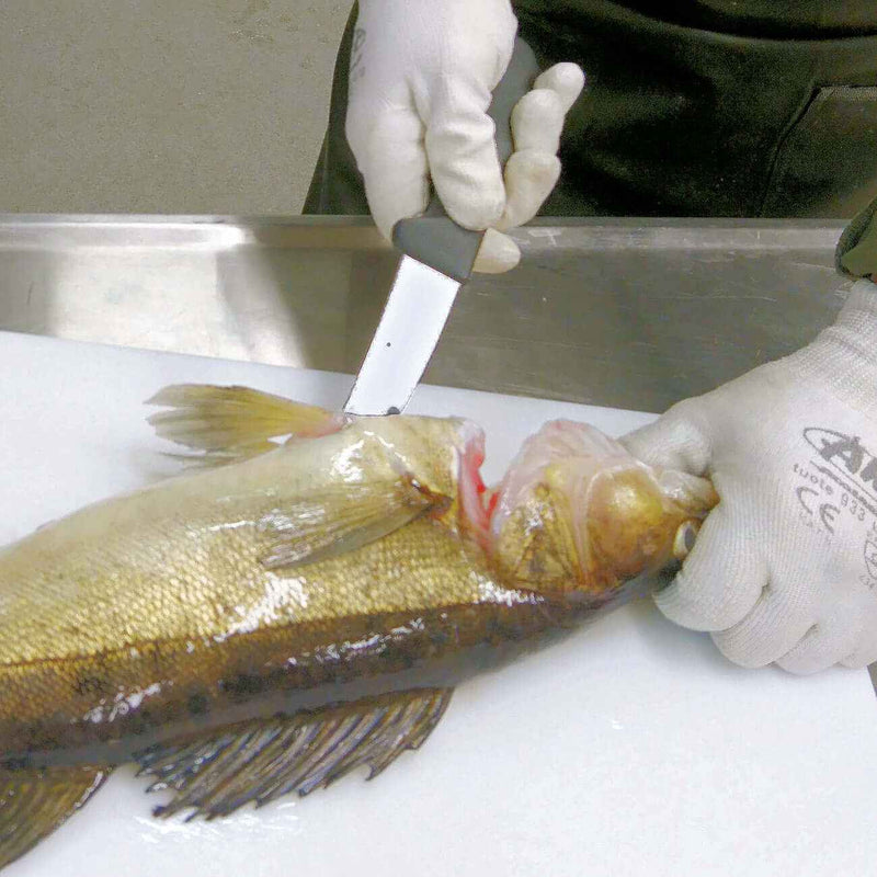 Victorinox Fibrox suolistus- ja avausveitsi käytössä kalan käsittelyssä. Terävä 15 cm terä ja kestävä kahva takaavat tarkan työskentelyn.